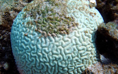 In corso il quarto evento globale di sbiancamento dei coralli