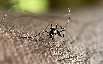 Moustiques tigres : plus de 1600 cas de dengue importés ont été identifiés en France métropolitaine depuis janvier