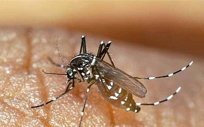 Dengue : le nombre de cas a explosé en France métropolitaine depuis le début de l’année