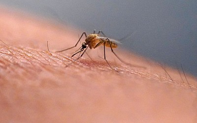 Dengue-epidemi i Puerto Rico