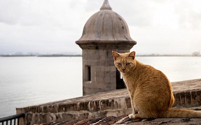 National Park Service sued over plan to remove Puerto Rico’s famous stray cats