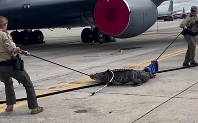 Video shows Florida authorities wrangling huge alligator at Air Force base
