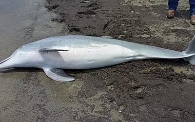 Dolphin found dead on a Louisiana beach with bullets in its brain, spinal cord and heart