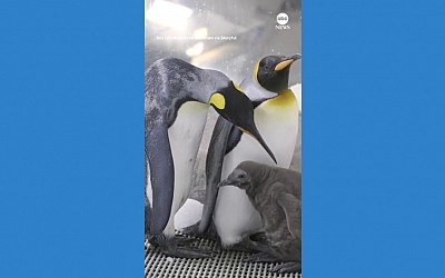 WATCH: King penguin chick hatches in Melbourne