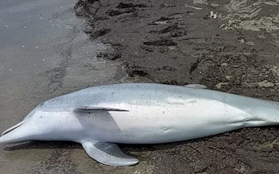Dolphin That Washed Ashore in Louisiana Was Shot & Killed, Officials Say