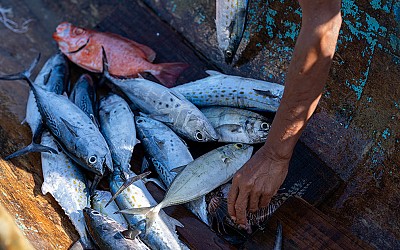 Honduras | Kutter bei die Fische: Wie Marcos Padilla der Ausbeutung der Meere den Kampf angesagt hat