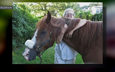 Cape Cod horse at risk for euthanasia finds forever home at local rescue organization