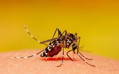 Record alarmant de cas de dengue en France avant les JO : ce qu’il faut savoir