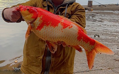 Reel surprise: Woman catches 30-pound koi fish in Texas lake
