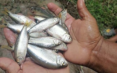 Pescadores del cielo: residentes de una comunidad en Honduras comercializan "lluvia de peces"