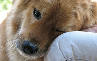 Lyme disease in dogs: What dog owners should know