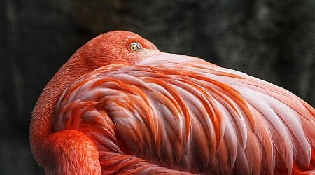 Denver Zoo Flamingos Are Named After Rockstars—And Sometimes Hug Fans