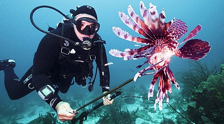 Lionfish have invaded the Caribbean. Can we spear and eat enough of them?