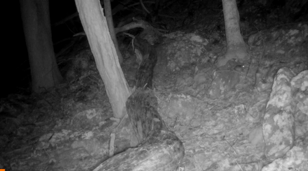 Rarely-seen ‘species of concern’ captured on West Virginia trail cam