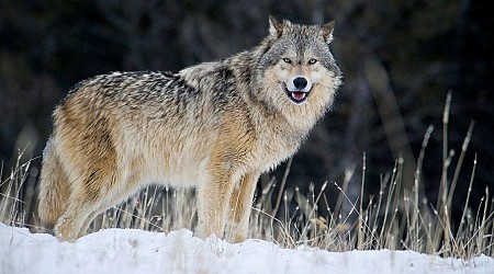 Wyoming Hunter Sparks Outrage Over Wolf He 'Tormented,' Showed Off At Local Bar, Then Shot Dead