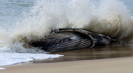 Dead whale in New Jersey had a fractured skull among numerous injuries, experts find
