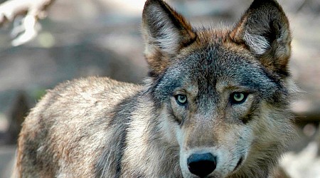 World-record coyote turns out to be protected species