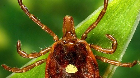 Tick season is here: Here’s how to protect yourself and your pets