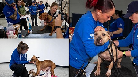 Alleged New Jersey dog fighting kingpin busted