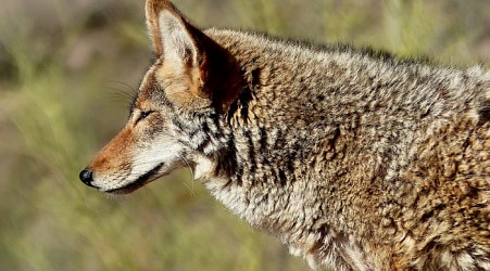 Michigan’s coyote hunting season closes Tuesday: What to know