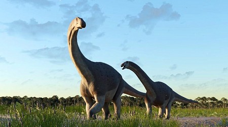 New Titanosaur Species Identified in Argentina