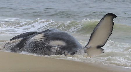 Dead whale in New Jersey had a fractured skull among numerous injuries, experts find
