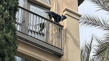 Firefighters rescue dog from fourth-story balcony in California