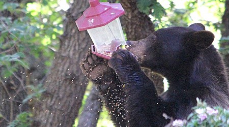 SCDNR releases tips for co-existing with black bears as warm weather arrives
