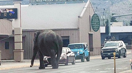 Elephant roams Montana streets before being recaptured