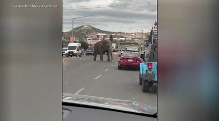 Elephant in Butte, Montana stops traffic after escaping circus