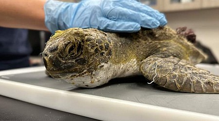SC Aquarium welcomes first sea turtle patient of 2024
