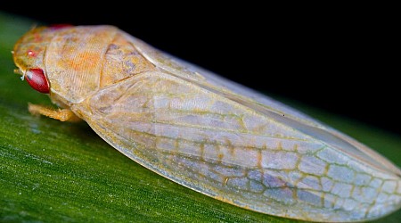Scientists solved the 70-year-old mystery of an insect's invisibility coat that can manipulate light