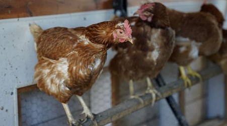 Bird flu found in Michigan commercial poultry flock: What to know