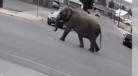Elephant escapes circus, wanders through Montana traffic