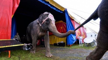 Video: Elephant escapes circus, roams streets of Montana