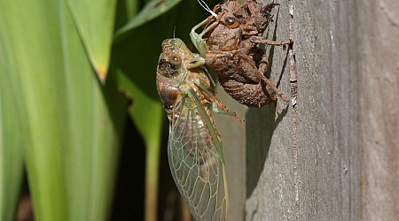 Are Cicadas Safe for Dogs to Eat? What to Know - CNET