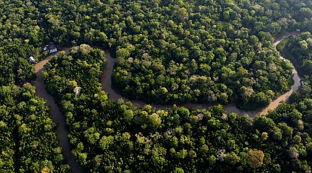 Minskad avverkning i Amazonas