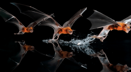 A closeup on the flight and longevity of tropical bats