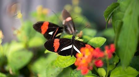 In a first, evolutionary biologists have identified a gene that influences visual preferences in tropical butterflies