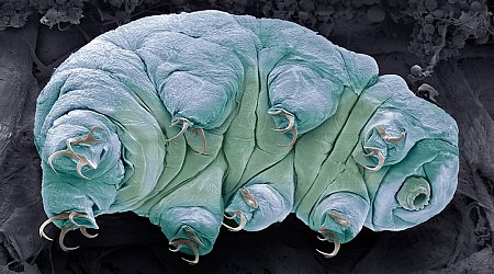 Tardigrade proteins could slow aging in humans, small cell study finds