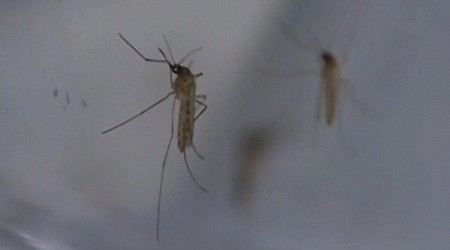 Argentina registra un aumento del 86% en casos de dengue con respecto a 2023