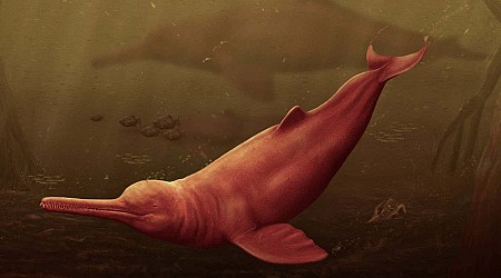 Extinct freshwater dolphin from the Amazon was largest of all time