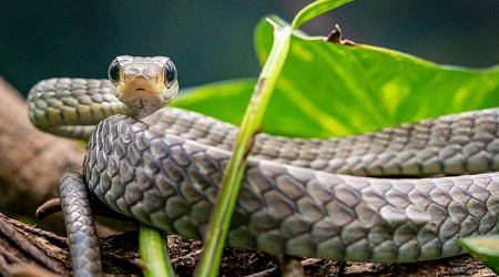 Conheça a cobra-cipó, a serpente que gosta de viver em árvores e arbustos