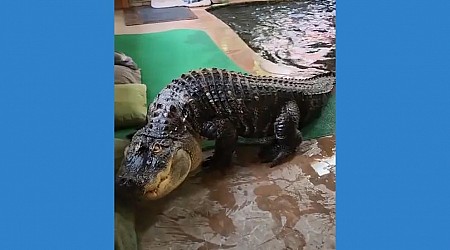 WATCH: Authorities seize alligator kept illegally in New York home's swimming pool