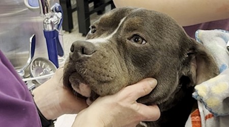 WATCH: Dog found frozen and unresponsive in abandoned home finds a forever family