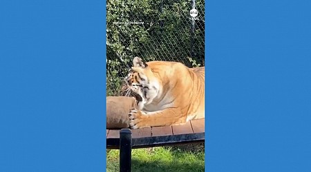 WATCH: Tiger amused by beanbag at California zoo