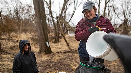 Midwest maple syrup producers adapt to record warm winter, uncertainty as climate changes