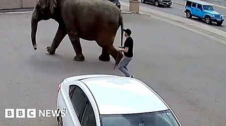 Runaway circus elephant stops traffic in Montana