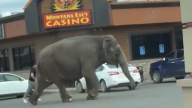 Watch: A circus elephant runs loose in a Montana town before being recaptured