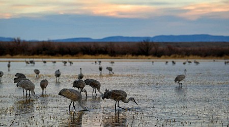 Bird Photography in New Mexico’s Rio Grande Valley